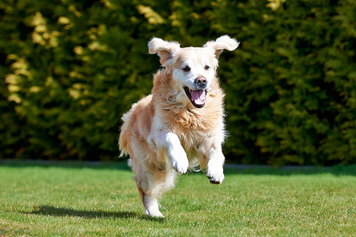 Frisches Futter für den Hund Rinderhack mit Gemüse und Nudeln Foto